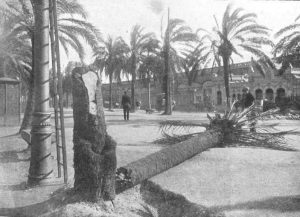 Palmera partida pel vent al passeig Colom (Frederic Ballell).